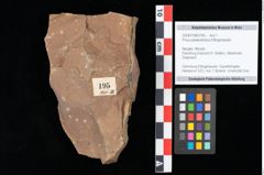 Foto (Objekt + Etikett) von Pinus sp. (NHMW-GEO-2024-0188-0195)